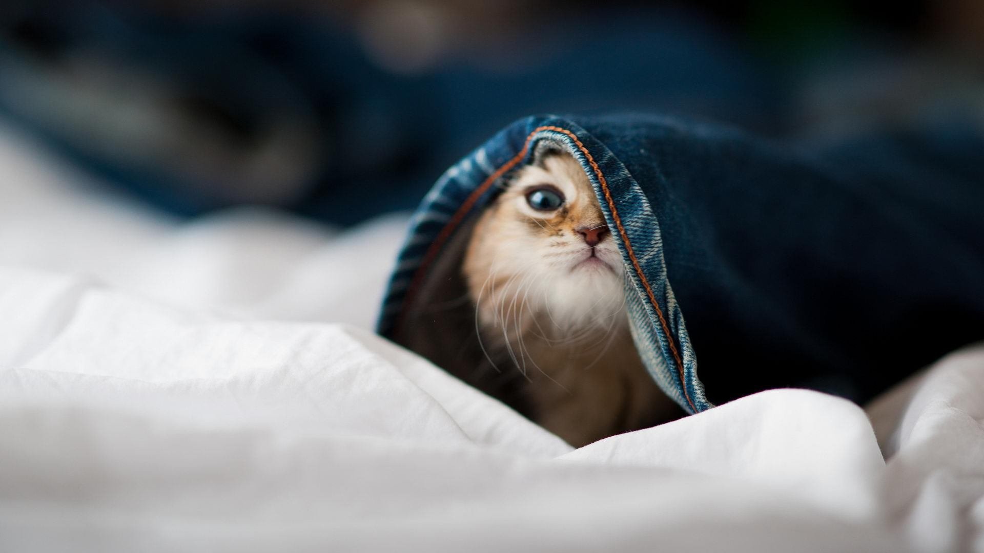 光影特技飞跃：夜空中的速度与美学