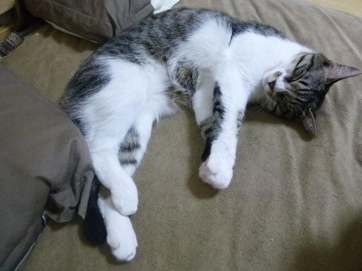 开云体育在线入口-“德甲强队保持领先，冲刺光环逐渐升起”，德甲强吗